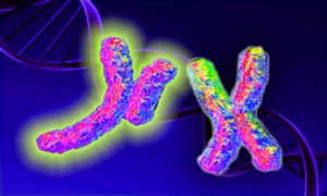 ラムサとJZナイトのDNA検査の結果 ラムサとJZナイトのDNA検査の結果